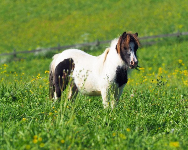 Zuchtstute Koistie May Willow (Shetland Pony (unter 87 cm), 2018, von Lignite Louis)