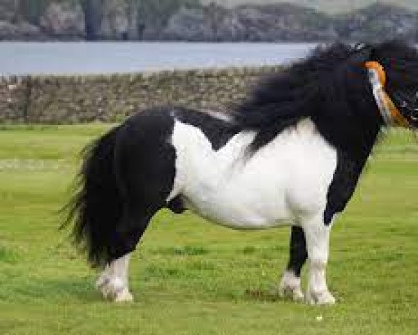 Deckhengst Lignite Louis (Shetland Pony (unter 87 cm), 2008, von Kerswell Basil Brush)