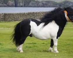 stallion Lignite Louis (Shetland pony (under 87 cm), 2008, from Kerswell Basil Brush)