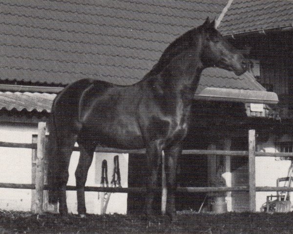 stallion Dorado (Trakehner, 1976, from Waldzauber)