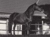 stallion Dorado (Trakehner, 1976, from Waldzauber)