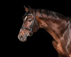 stallion Etiketas (Trakehner, 1998, from Cheopsas)