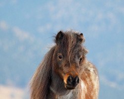 Zuchtstute Diamond Tiara (Shetland Pony (unter 87 cm), 2016, von New Park Spitfire)