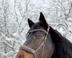 Springpferd Allegra (Holsteiner, 2008, von Boritas)