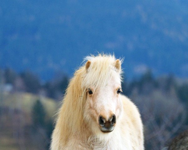 broodmare Dragonstone Polly Pocket (Shetland pony (under 87 cm), 2011, from Ward of Berry)