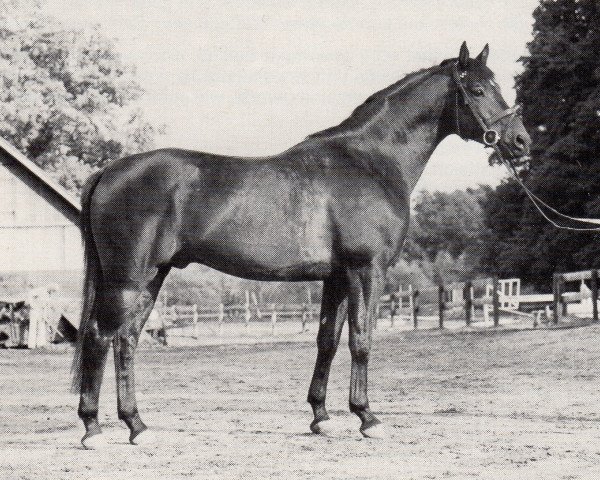 stallion Don (Trakehner, 1970, from Flaneur)