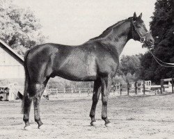 Deckhengst Don (Trakehner, 1970, von Flaneur)