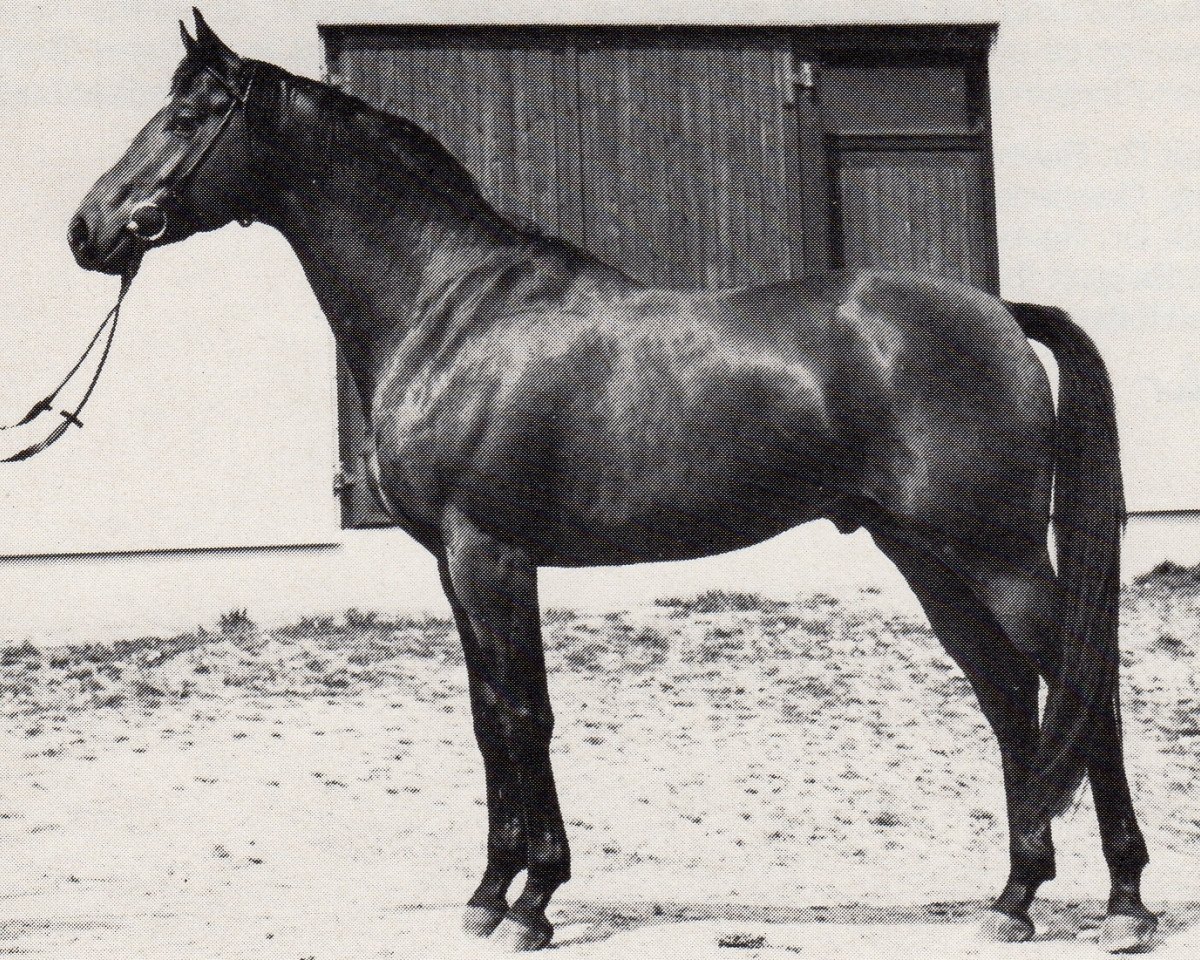 stallion Damaskus (Trakehner, 1972, from Flaneur)