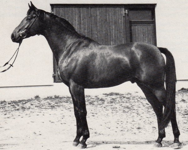 stallion Damaskus (Trakehner, 1972, from Flaneur)