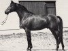 stallion Damaskus (Trakehner, 1972, from Flaneur)