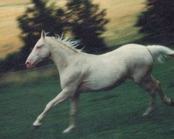 broodmare Celenka (Czech Warmblood, 1974, from Filler)