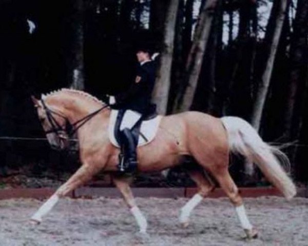 stallion Atom (Czech Warmblood, 1988, from Almhirt týnský)
