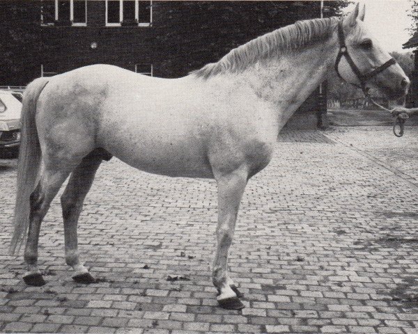 stallion Fundador (Trakehner, 1971, from Condus)