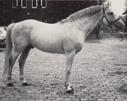 Deckhengst Fundador (Trakehner, 1971, von Condus)