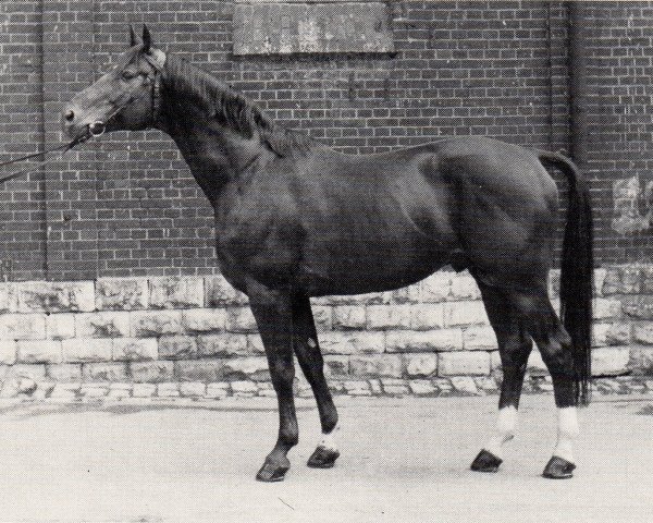 stallion Ferlino (Trakehner, 1970, from Herbststurm)