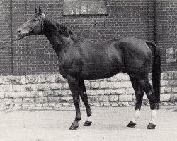 Deckhengst Ferlino (Trakehner, 1970, von Herbststurm)