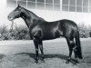 stallion Attila (Holsteiner, 1960, from Anblick xx)