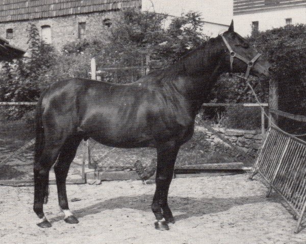 stallion Felipus (Trakehner, 1969, from Felipe xx)