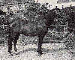 Deckhengst Felipus (Trakehner, 1969, von Felipe xx)