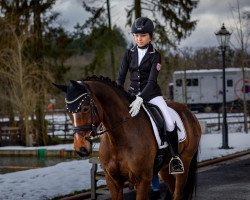 dressage horse Ester 64 (Hanoverian, 2009, from Embassy I)