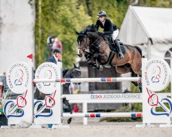 jumper Just Riding Ohio (Polish Warmblood, 2012, from Quo Vadis)