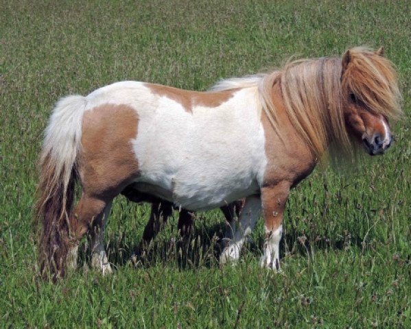 Zuchtstute Tawna Marina (Shetland Pony (unter 87 cm), 2010, von Kerswell Nutcracker)