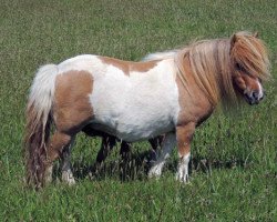 broodmare Tawna Marina (Shetland pony (under 87 cm), 2010, from Kerswell Nutcracker)