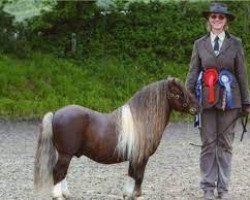 stallion Tawna Rubus (Shetland pony (under 87 cm), 2005, from Brandon Fiery Jack)