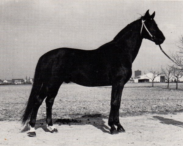 stallion Fähnrich (Trakehner, 1965, from Fantast)