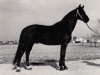 stallion Fähnrich (Trakehner, 1965, from Fantast)