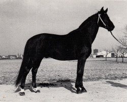 Deckhengst Fähnrich (Trakehner, 1965, von Fantast)