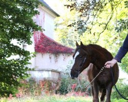 dressage horse Cantos (German Riding Pony, 2020, from Top Carello)