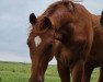 Dressurpferd Le Beau Bordeaux (Westfale, 2020, von Le Formidable)