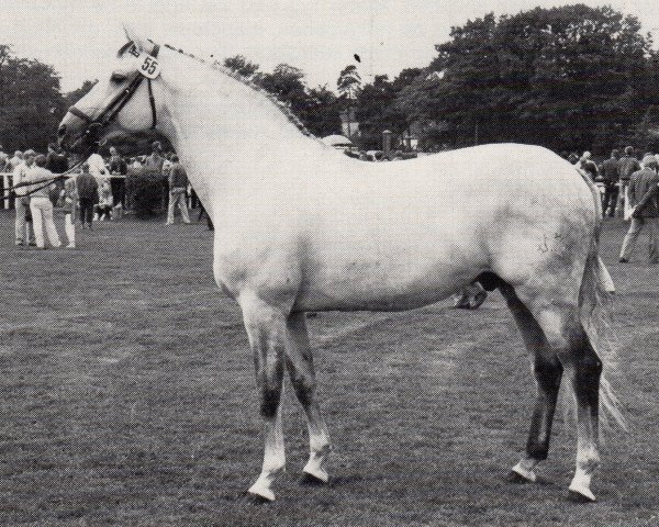 horse Fabian (Trakehner, 1972, from Donauwind)