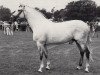horse Fabian (Trakehner, 1972, from Donauwind)