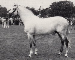 Deckhengst Fabian (Trakehner, 1972, von Donauwind)