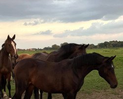 broodmare Fortune Z (Zangersheide riding horse, 2020, from Forrest Gump)