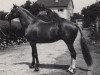 stallion Engadin (Trakehner, 1977, from Magister)