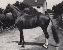 Deckhengst Engadin (Trakehner, 1977, von Magister)