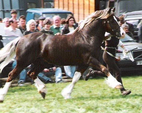 stallion Ffoslas Lord Thomas (Welsh-Cob (Sek. D), 1985, from Glanvyrnwy Coming King)