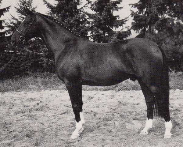 stallion Empire (Trakehner, 1982, from Habicht)