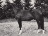 stallion Empire (Trakehner, 1982, from Habicht)