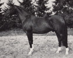 stallion Empire (Trakehner, 1982, from Habicht)