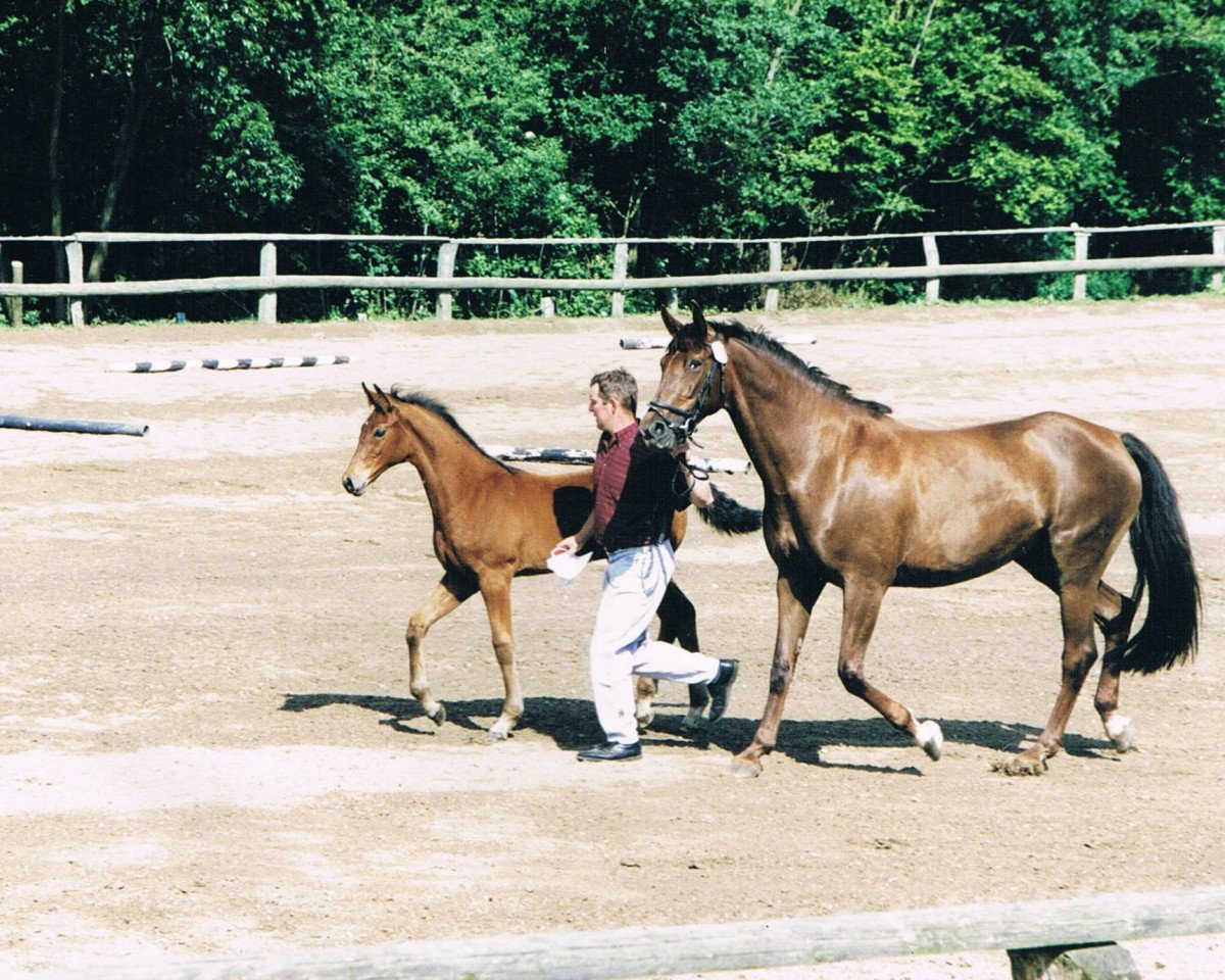 Zuchtstute Feine Deern I (Holsteiner, 1991, von Carolus I)
