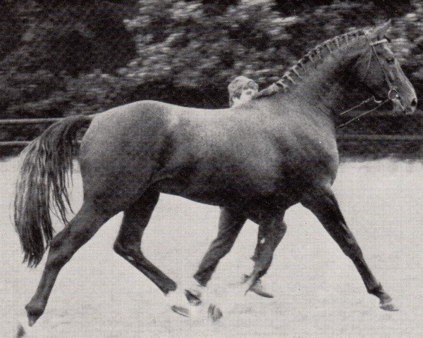 stallion El-Zid (Trakehner, 1981, from Balaton ShA)