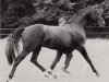 stallion El-Zid (Trakehner, 1981, from Balaton ShA)