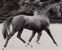 Deckhengst El-Zid (Trakehner, 1981, von Balaton ShA)