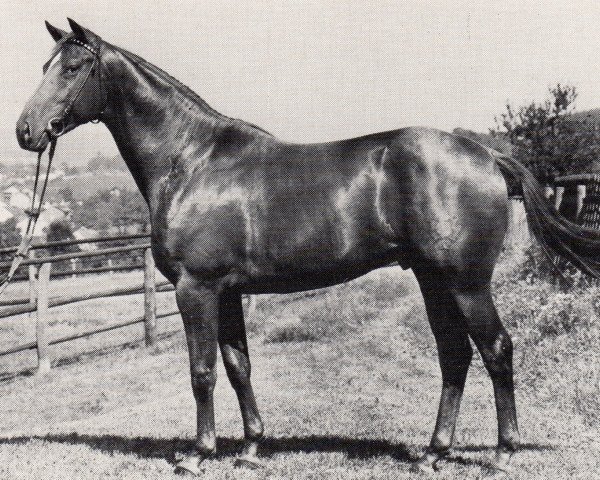 stallion Eleve (Trakehner, 1973, from Tannenfels)
