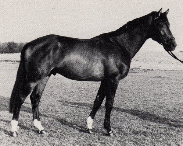 stallion Element (Trakehner, 1976, from Maggiore)