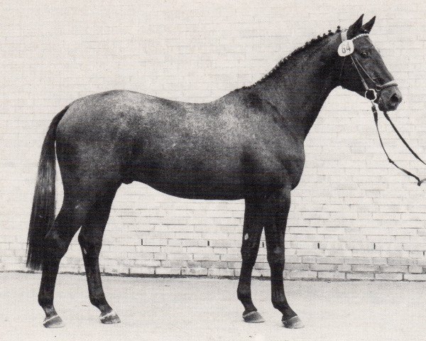 stallion Eichendorff (Trakehner, 1982, from Patron)
